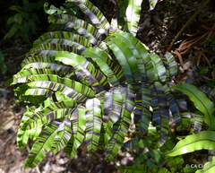 Blechnum montanum