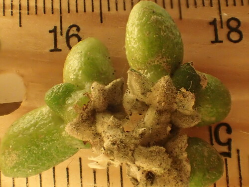 Melicope stonei