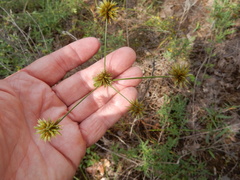Cyperus lupulinus