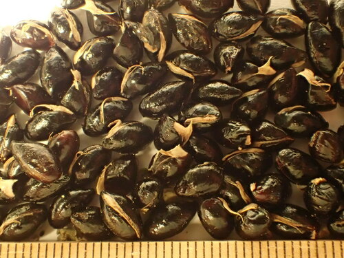 Melicope stonei