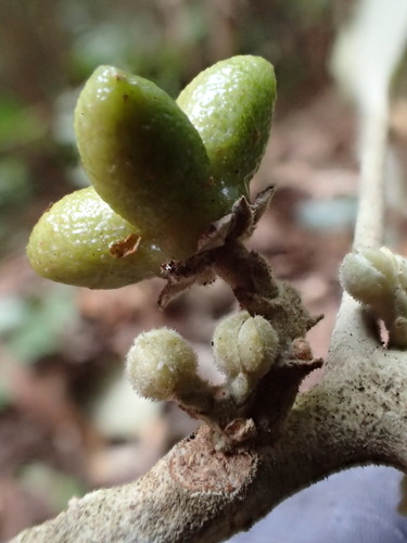 Melicope stonei