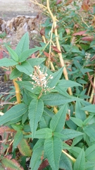 Koenigia polystachya