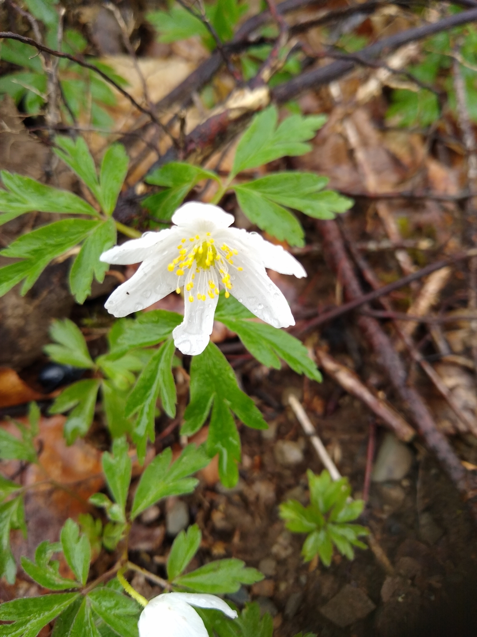 Anemone nemorosa