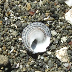 Diloma bicanaliculatum