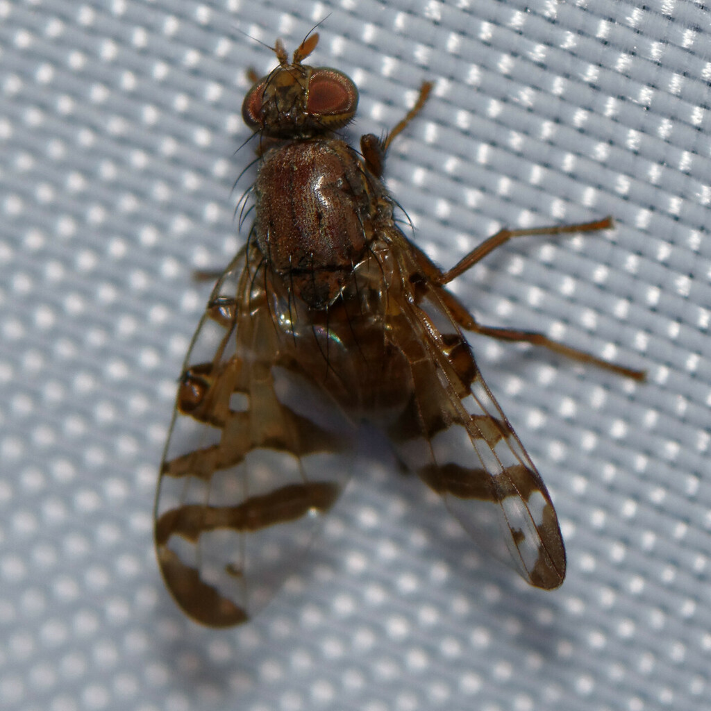 Chetostoma