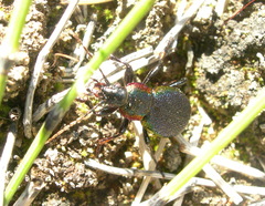 Carabus vietinghoffii