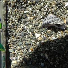 Diloma bicanaliculatum