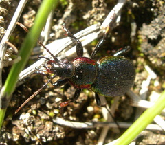 Carabus vietinghoffii