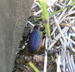 Carabus vietinghoffii