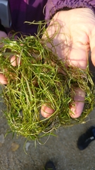 Callitriche hamulata