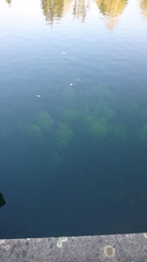 Callitriche hamulata