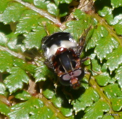Helophilus cingulatus