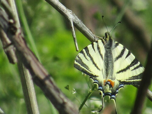 Scarce swallowtail