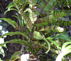 Blechnum montanum