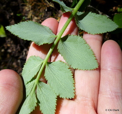 Gingidia montana