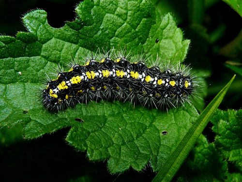 Scarlet Tiger, Jennersdorf, Österreich, photo 9 of 10
