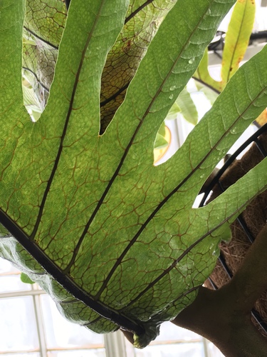 Aglaomorpha cornucopia