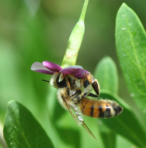 Western Honey Bee