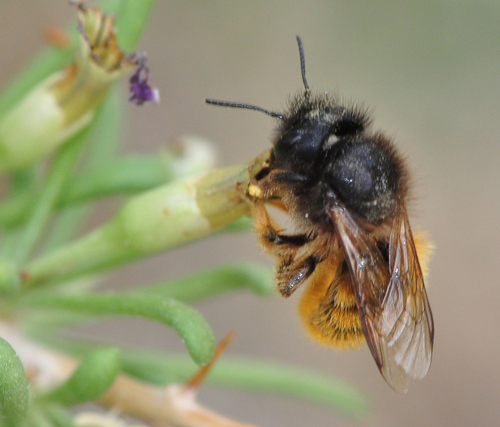 Osmia melanocephala