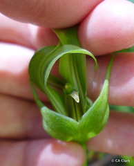 Pterostylis oliveri