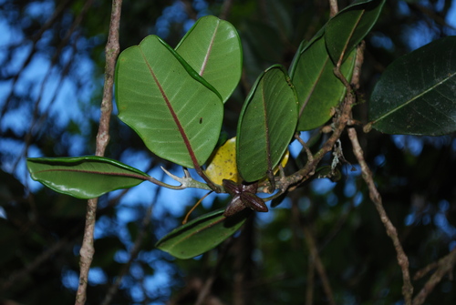 Melicope volcanica
