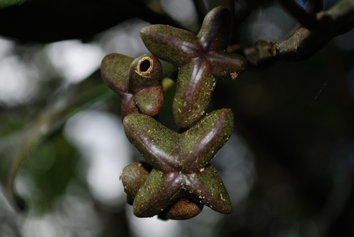 Melicope volcanica