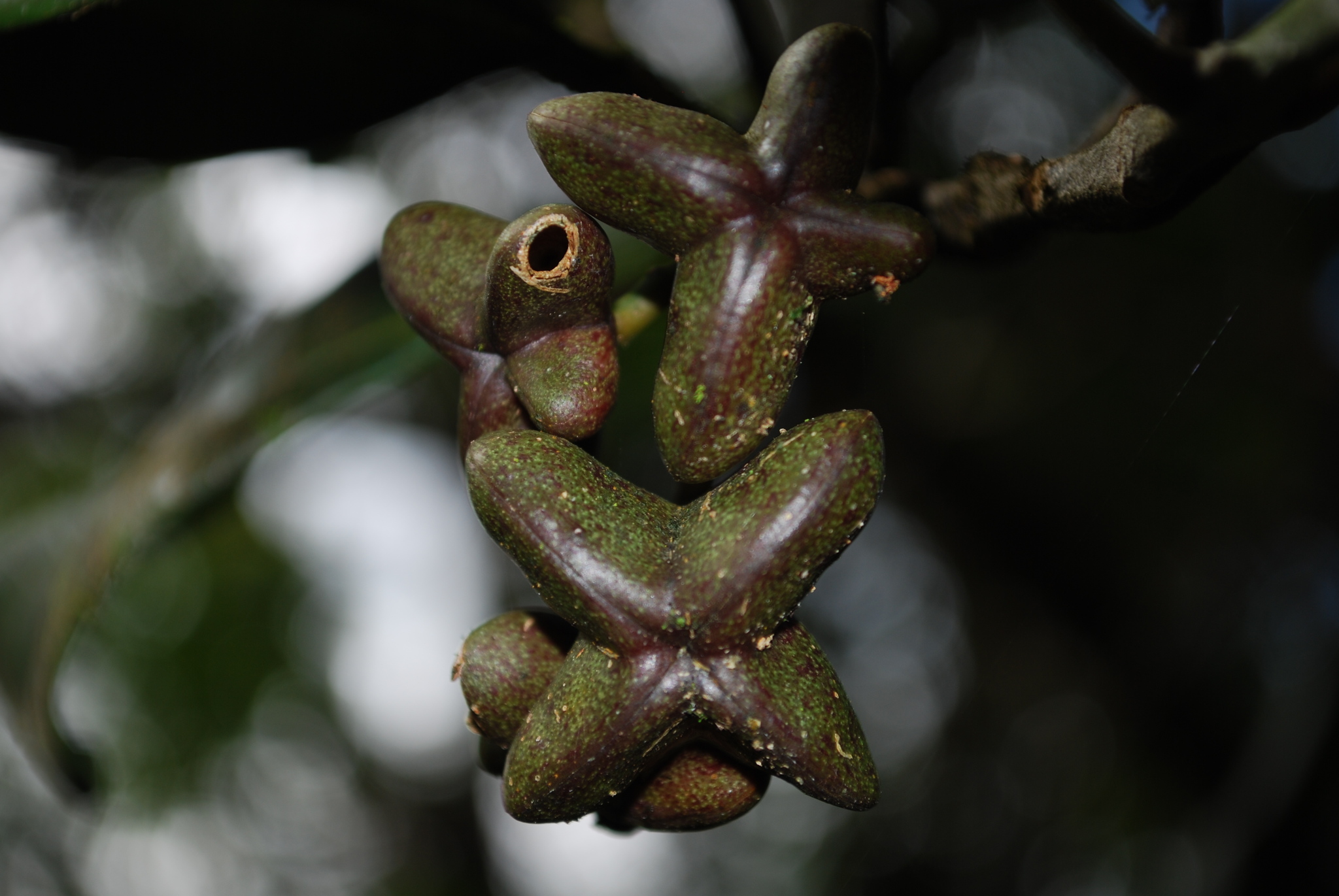 Melicope volcanica