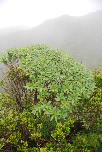 Melicope waialealae