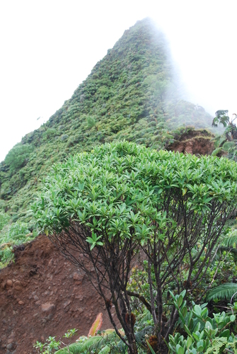 Melicope waialealae