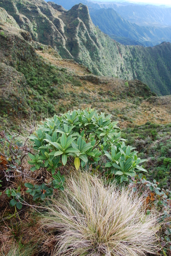 Melicope waialealae