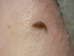 Helobdella