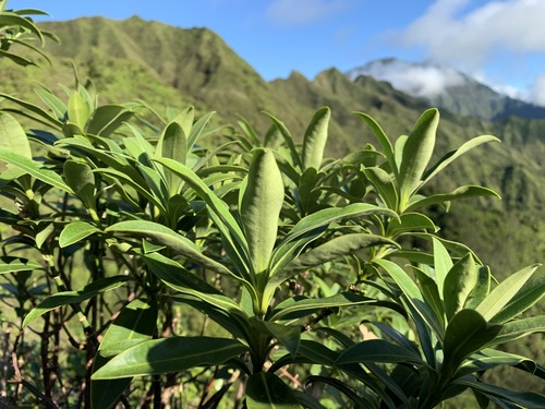 Melicope waialealae