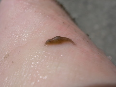 Helobdella