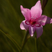 Gladiolus pappei - Photo (c) Campbell Fleming, algunos derechos reservados (CC BY-NC), subido por Campbell Fleming
