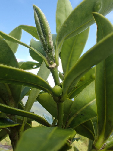 Melicope waialealae