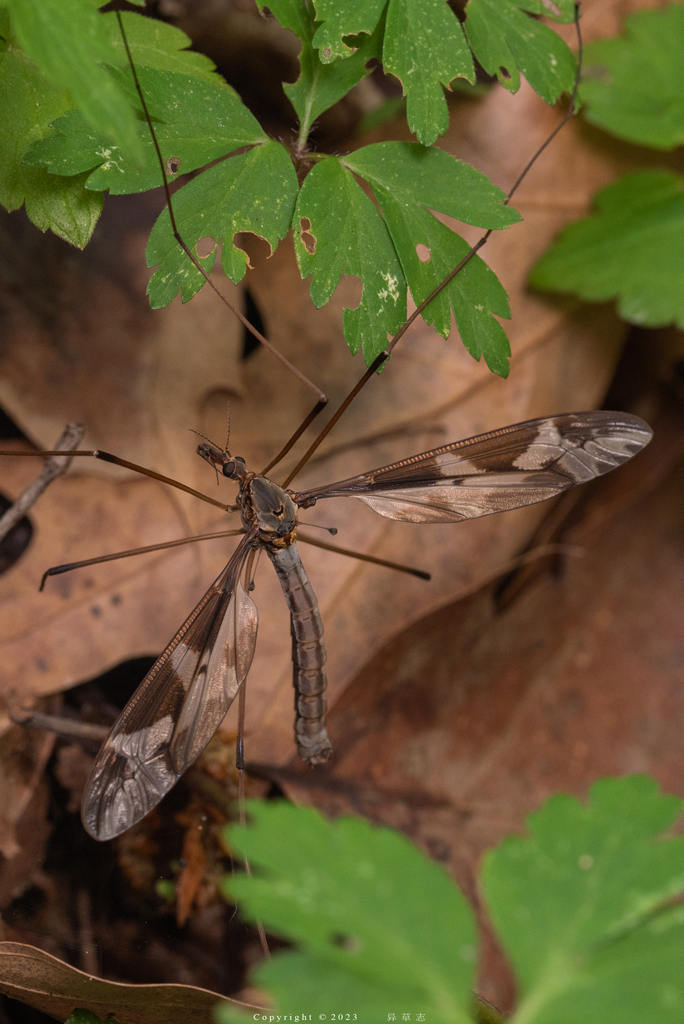 Giant cranefly, photo 1 of 10