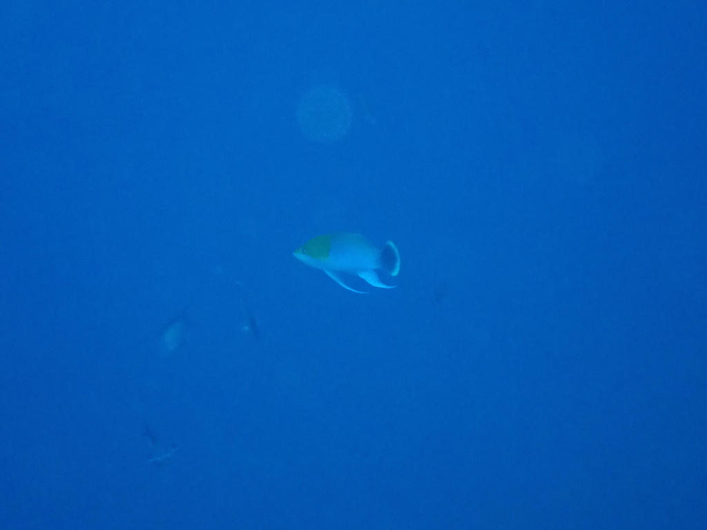 Orange-Headed Anthias