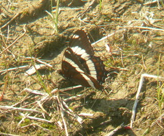Limenitis arthemis rubrofasciata