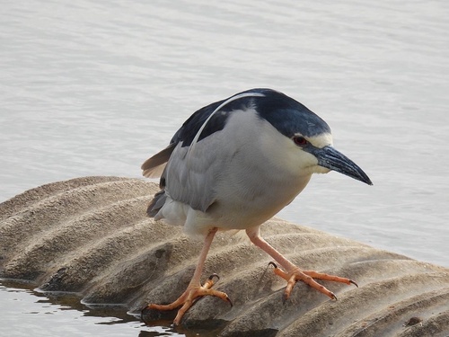 Black-crowned Night Heron photographed in South Dakota