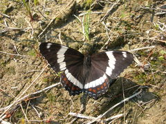 Limenitis arthemis rubrofasciata