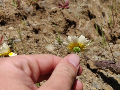 Image of Layia gaillardioides by (c) Alexander Wentworth, some rights reserved (CC BY)