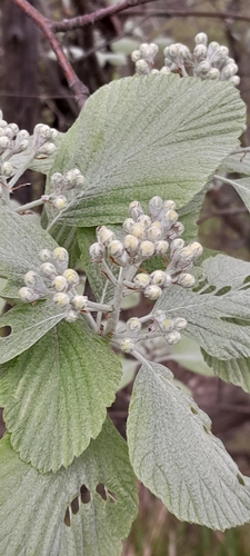 Whitebeam