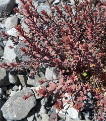 Epilobium melanocaulon