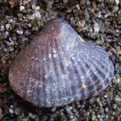Notosaria nigricans