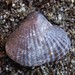 Hemithiridoidea - Photo (c) wild_wind, some rights reserved (CC BY), uploaded by wild_wind