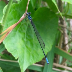 Acanthagrion