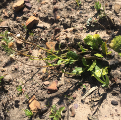 Othonna heterophylla