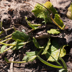 Othonna heterophylla