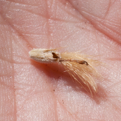 Othonna heterophylla