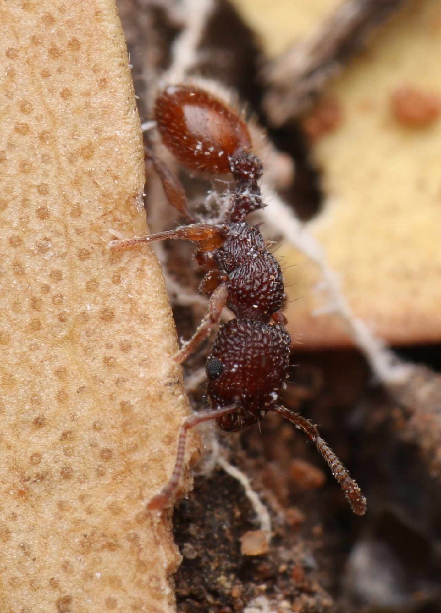 Podomyrma christae